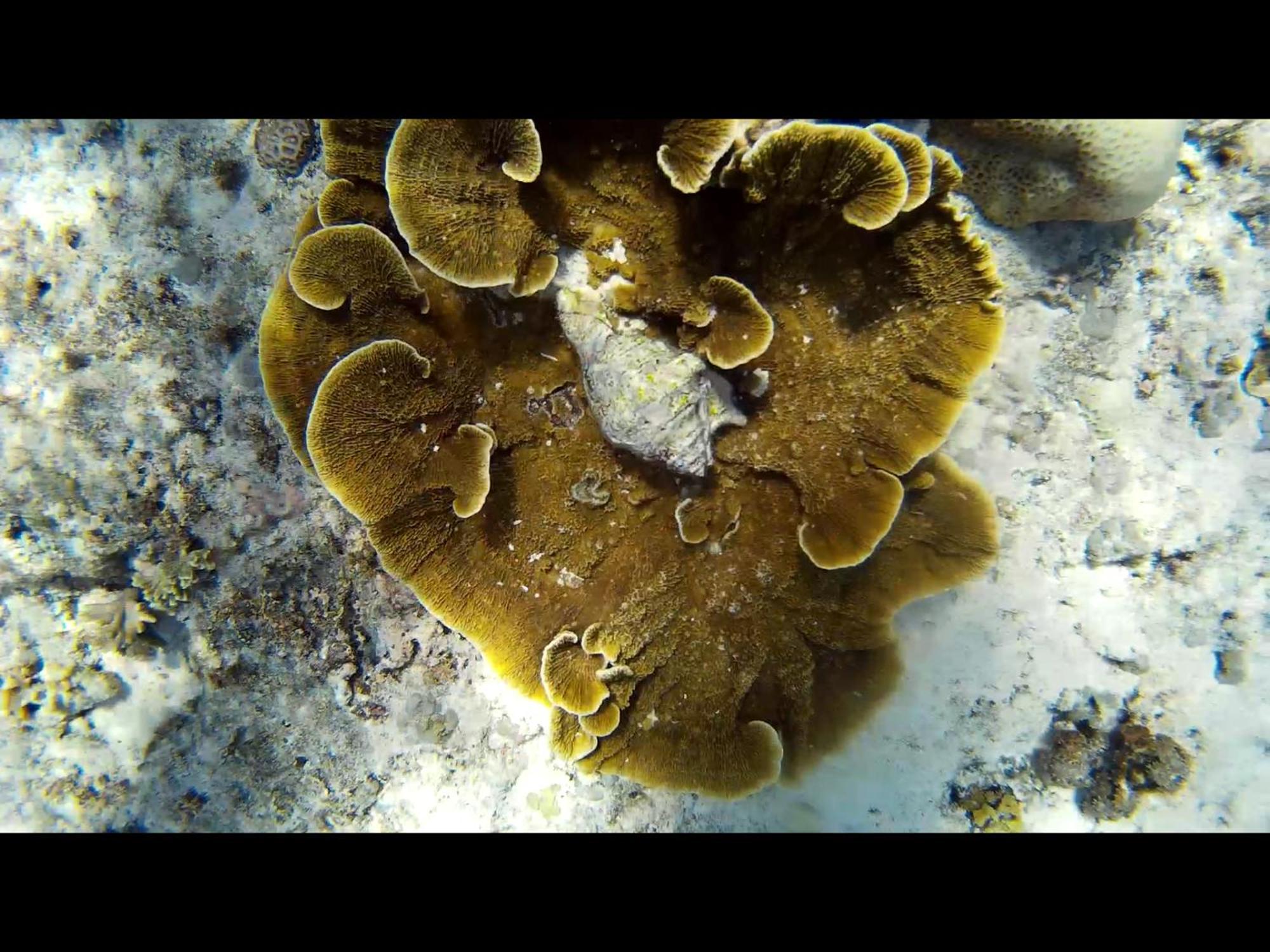 Exotic House Βίλα Gili Meno Εξωτερικό φωτογραφία